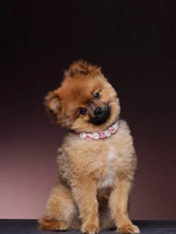 Poirier SAM-03 Halsbandje